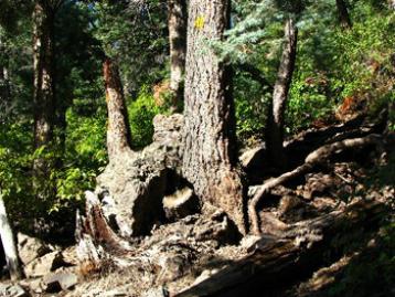 The Old Tree & The Bear by Nealie Maneely